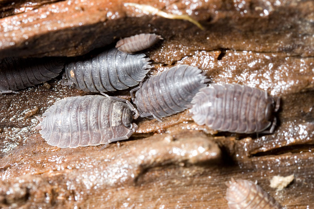 Sotto una corteccia Porcellio sp.